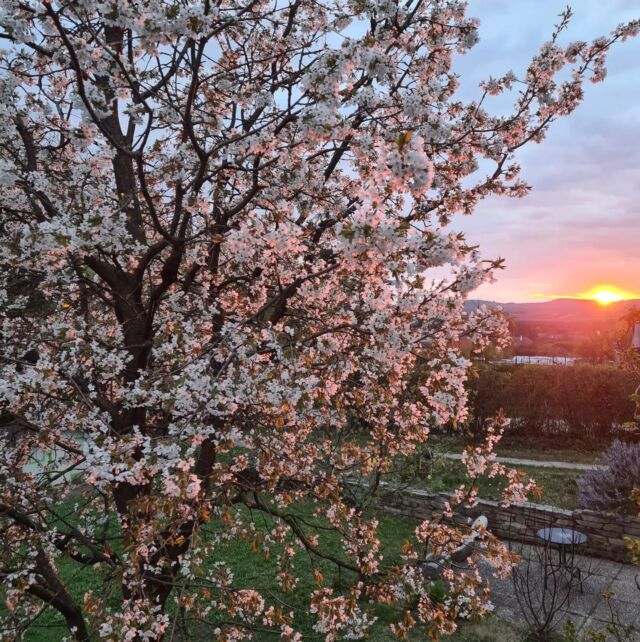 diese wunderschöne Lichtstimmung gibt es nur um diese Jahreszeit und ist kaum mit der Kamera einzufangen 🤍
Ich liebe den Frühling 💫